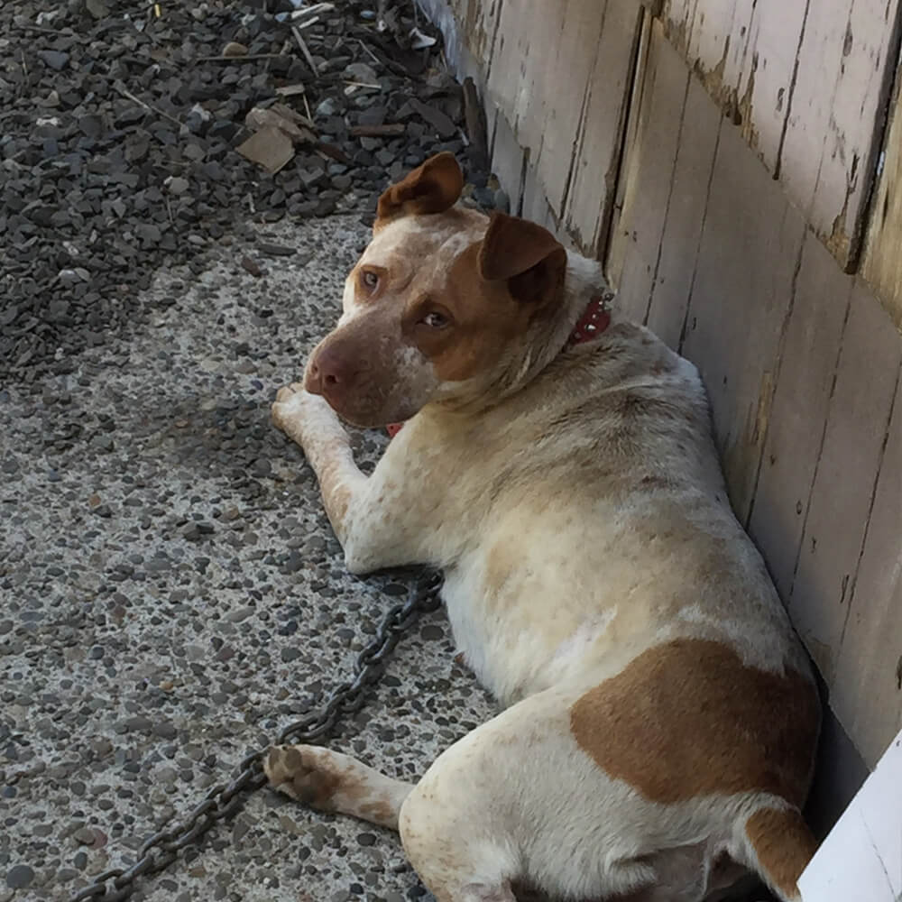 From Animal Cruelty to Homicide: Unveiling the Dark Progression of Serial Killers