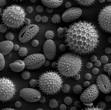 Unseen Witnesses: Harnessing Pollen in Criminal Investigations