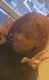 Shardae Guthrie missing person case profile photo