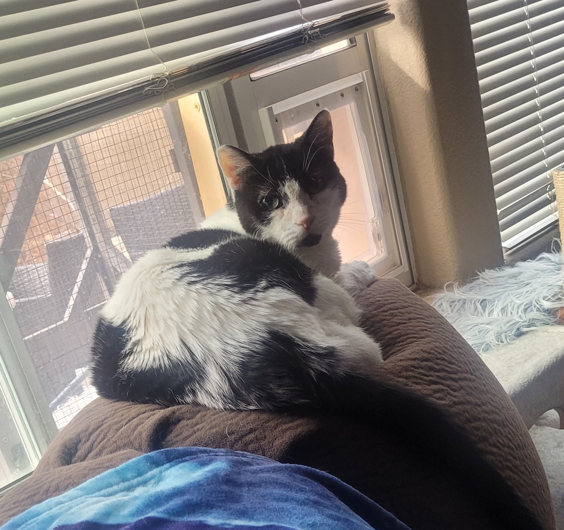 A black and white cat on the back of a couch